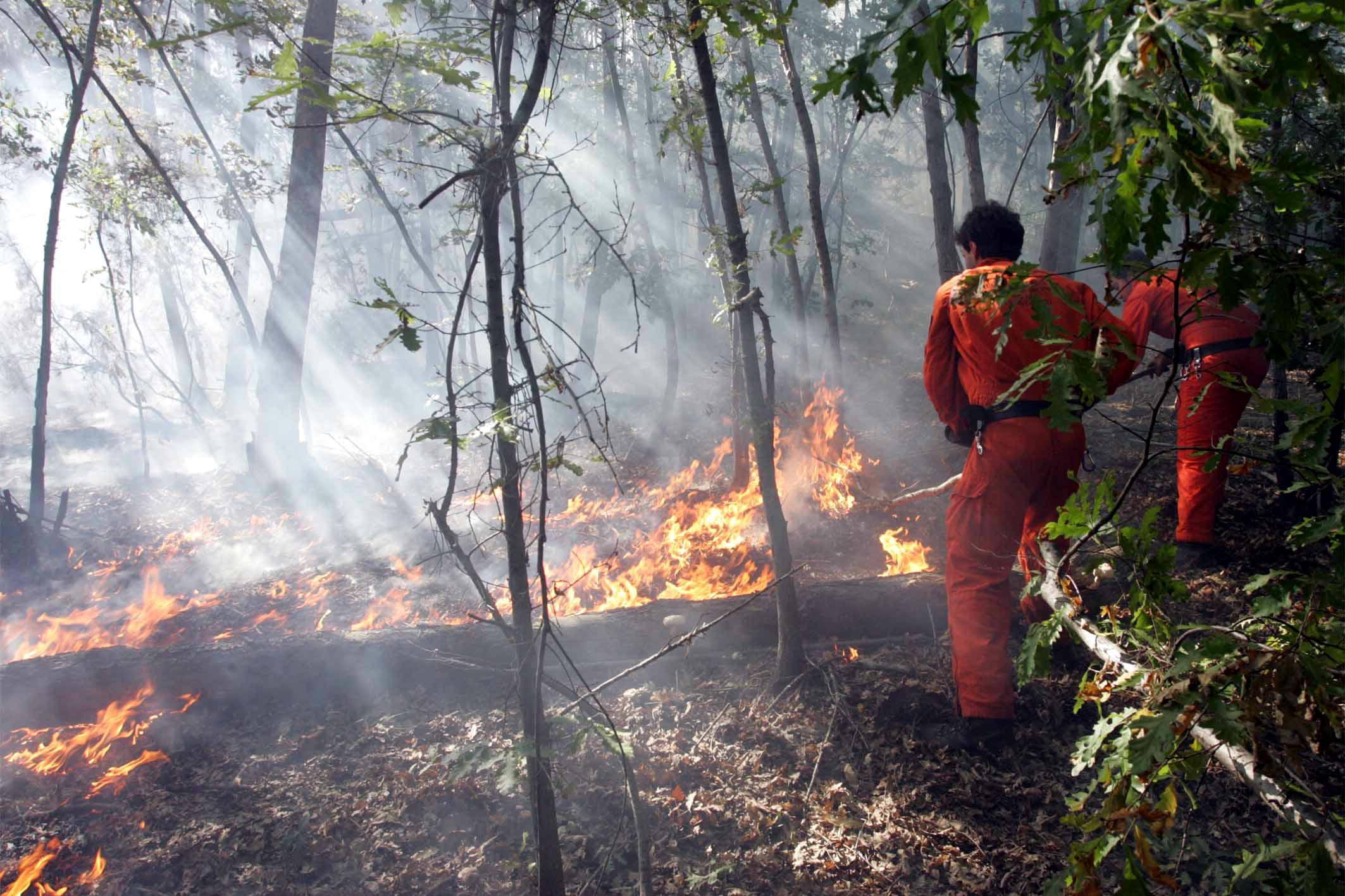 Un incendio di bosco