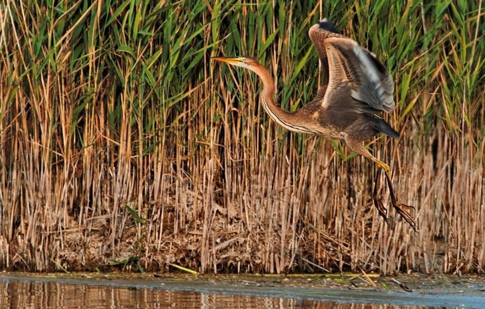 Wwf: proteggiamo lo stagno di Platamona 