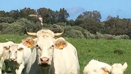 Coldiretti: il bando regionale non basta agli allevamenti