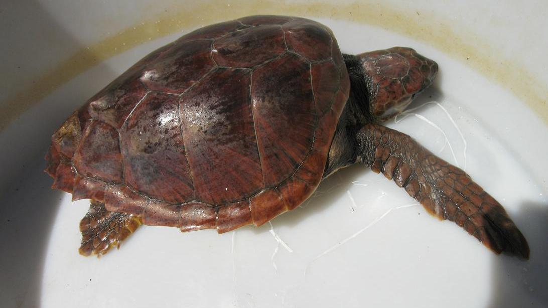 Golfo Aranci, tartaruga caretta caretta salvata a Cala Sabina: aveva ingerito della plastica