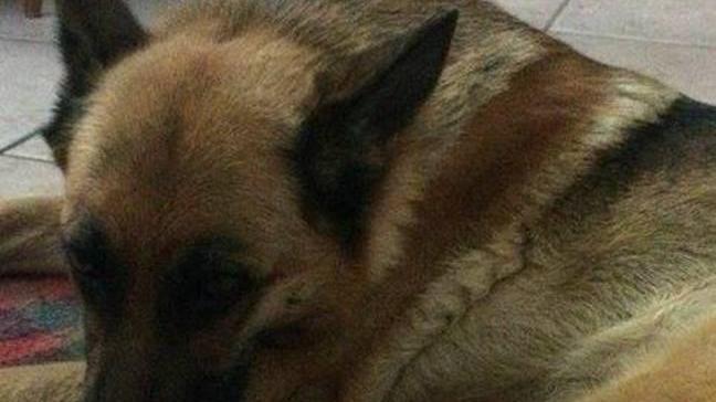 Medolla, denunciato il padrone del cane Michelle