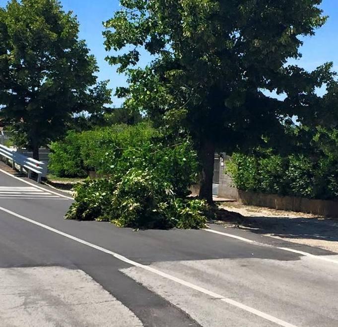 Potatura sulle strade Coluccini ribatte: «Non è abbastanza»