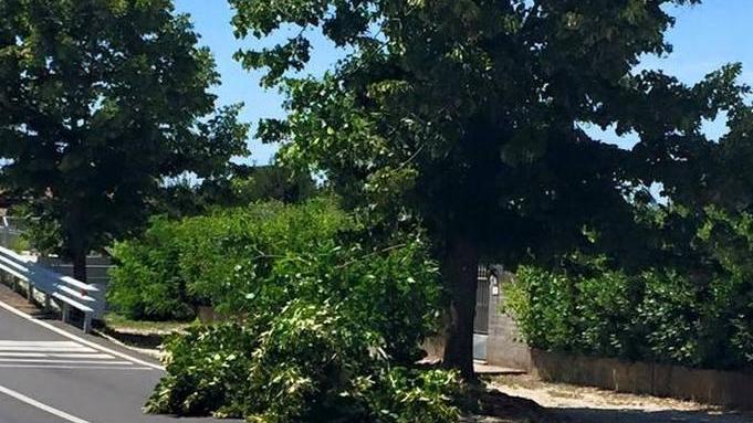 Potatura sulle strade Coluccini ribatte: «Non è abbastanza»