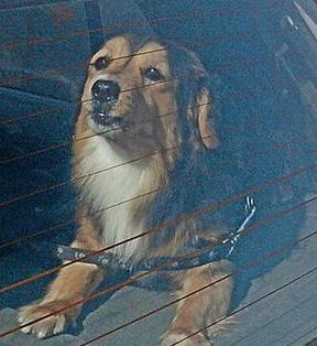Non lasciare cani in auto al sole «Avvertire le forze dell’ordine»
