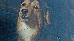 Non lasciare cani in auto al sole «Avvertire le forze dell’ordine»