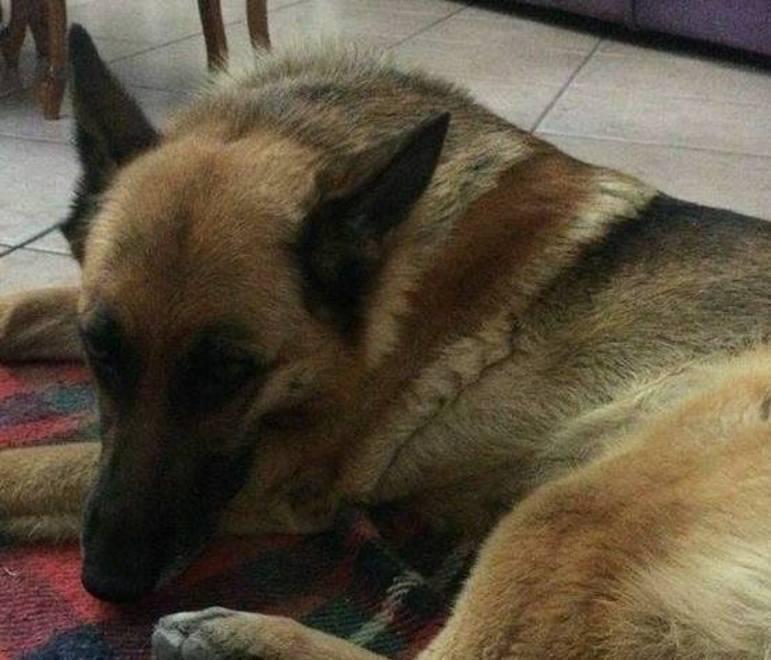Solidarietà per salvare Michelle 
