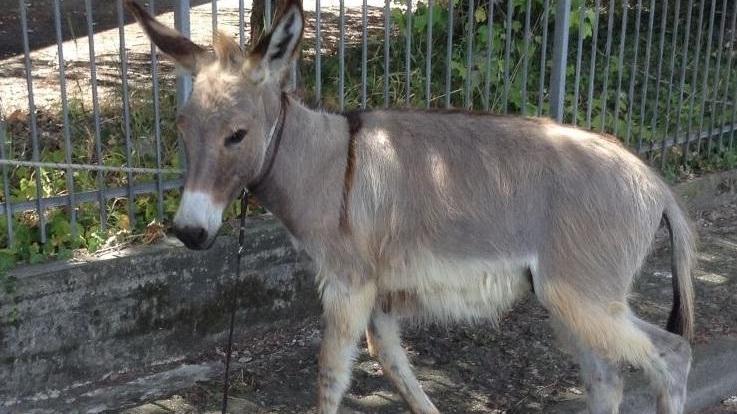 Asino in fuga, rodeo per catturarlo
