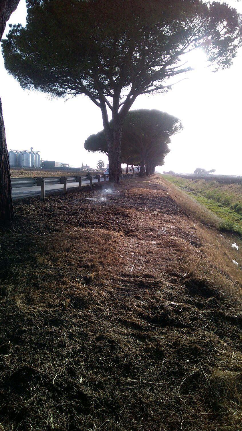 Barca del Grazi, il punto della strada in cui gli aghi di pino hanno preso fuoco