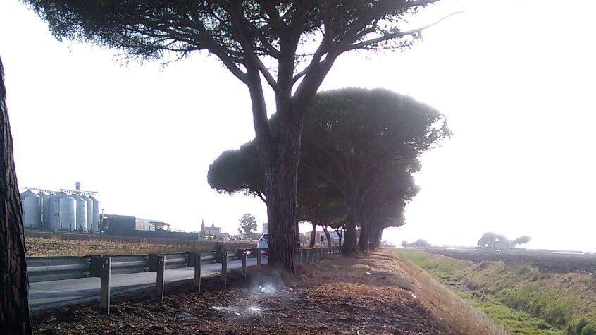 Barca del Grazi, il punto della strada in cui gli aghi di pino hanno preso fuoco