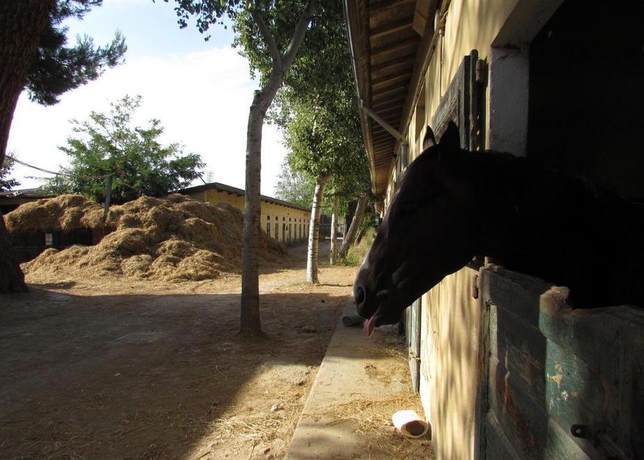 L'ippodromo Caprilli chiuso e invaso da tonnellate di letame - Le foto