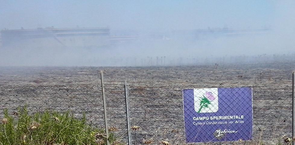 Incendio distrugge i cardi coltivati nei campi di Matrìca 