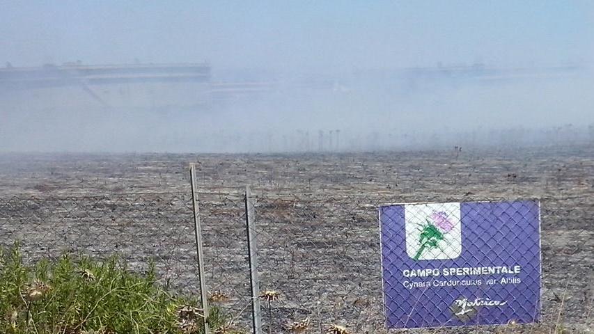 Incendio distrugge i cardi coltivati nei campi di Matrìca