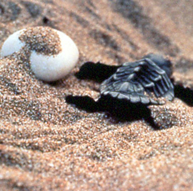 Schiuse le uova della Caretta caretta a capo Malfatano