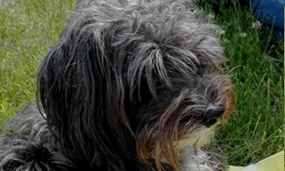Appello per una cagnolina smarrita