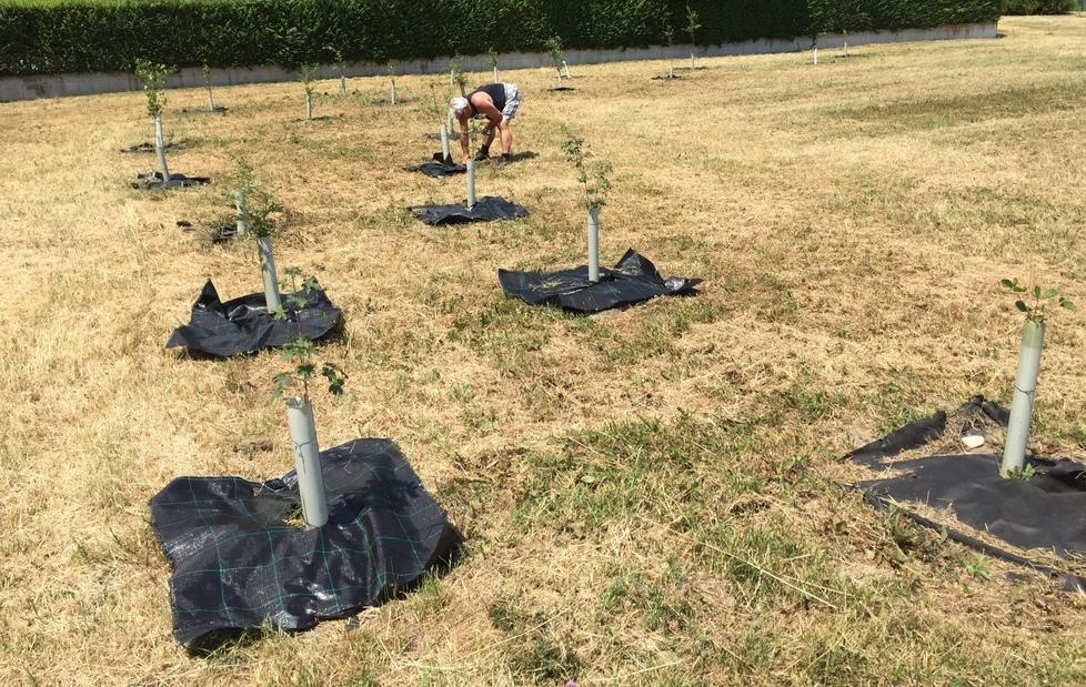 “Reggio respira” grazie ai mille alberi piantati dai grillini