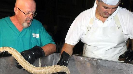 Alla sagra dell’anatra a Massa si apre con il super cotechino