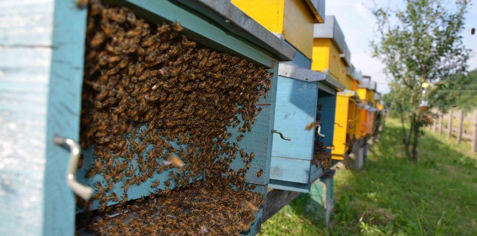 Da San Polo alla City, il miele della collina ora conquista Londra 