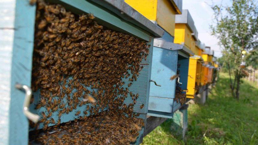 Da San Polo alla City, il miele della collina ora conquista Londra