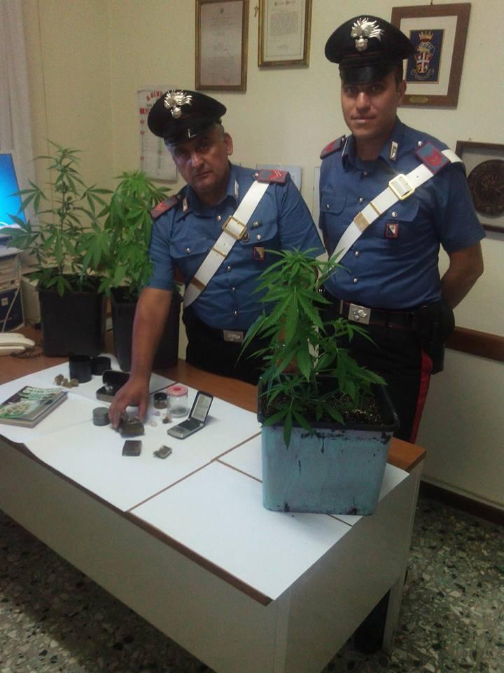 Le piante e il materiale sequestrato dai carabinieri