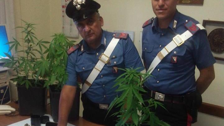 Le piante e il materiale sequestrato dai carabinieri