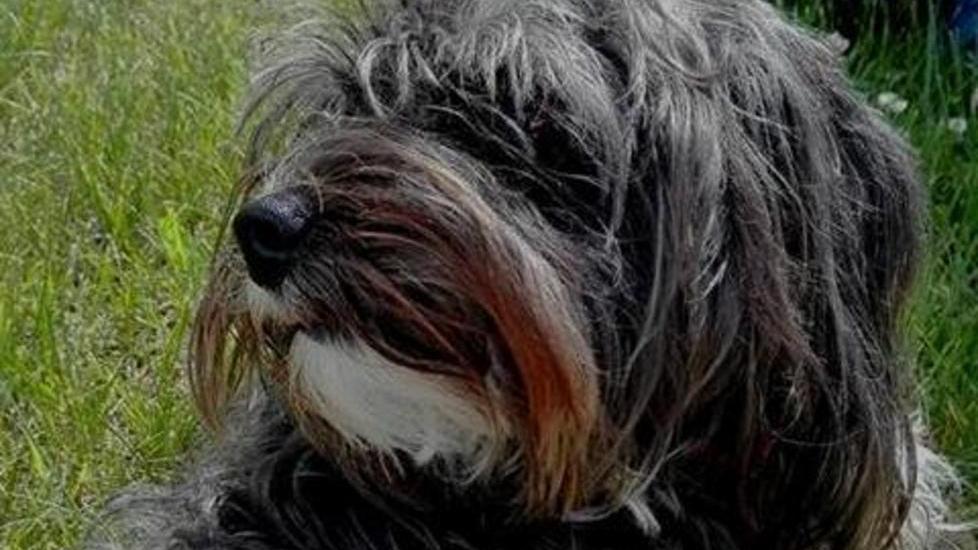 Ritrovata la cagnolina Selli