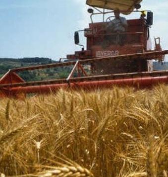 Cia: «Grano, prezzi troppo bassi» 