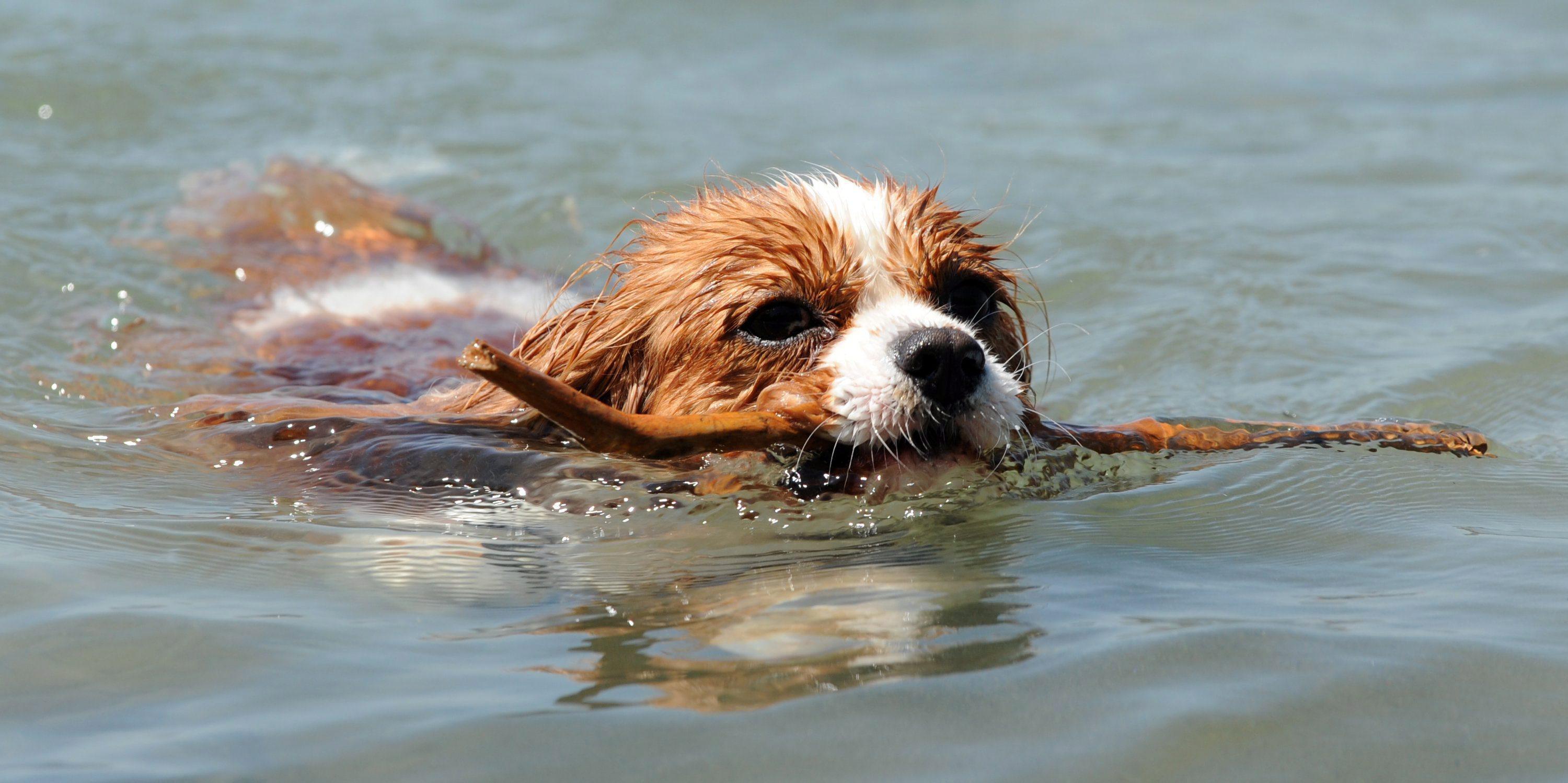 Un esemplare di Cavalier King