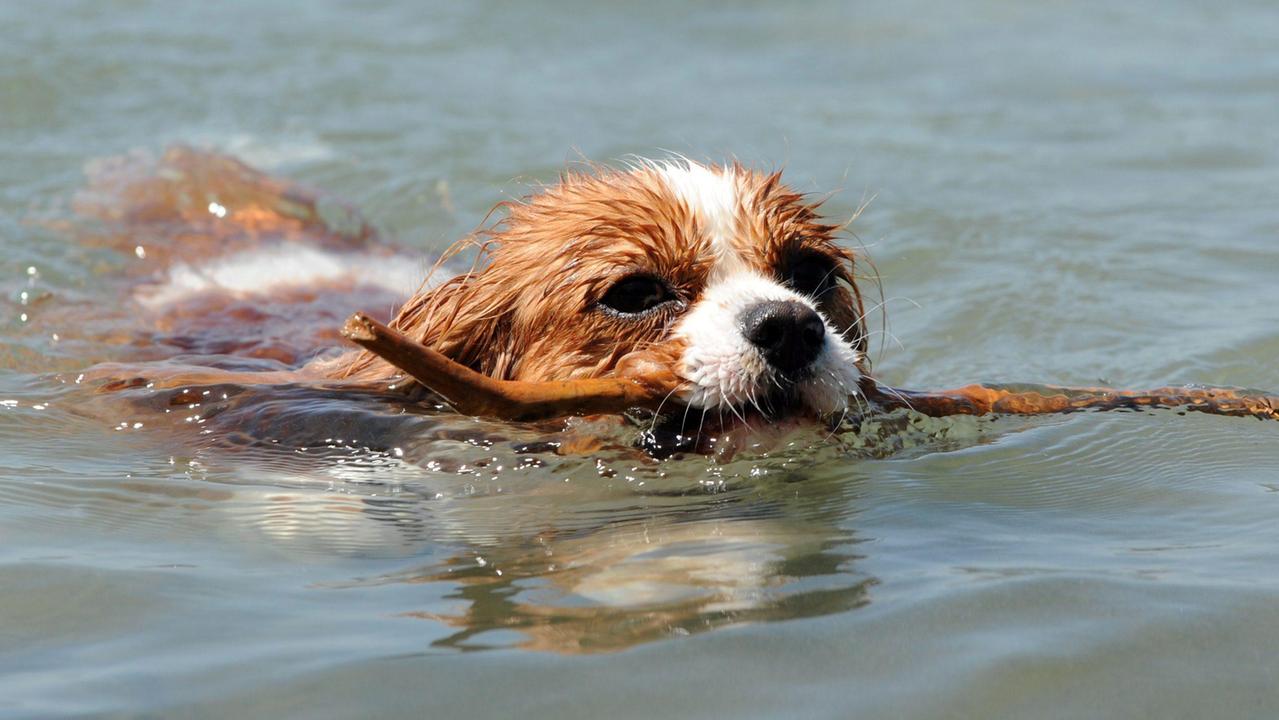 Un esemplare di Cavalier King