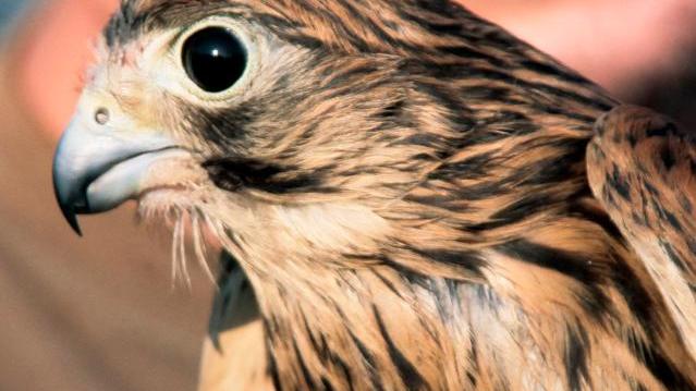 Un giorno con “il Pettirosso” per liberare quaranta rapaci