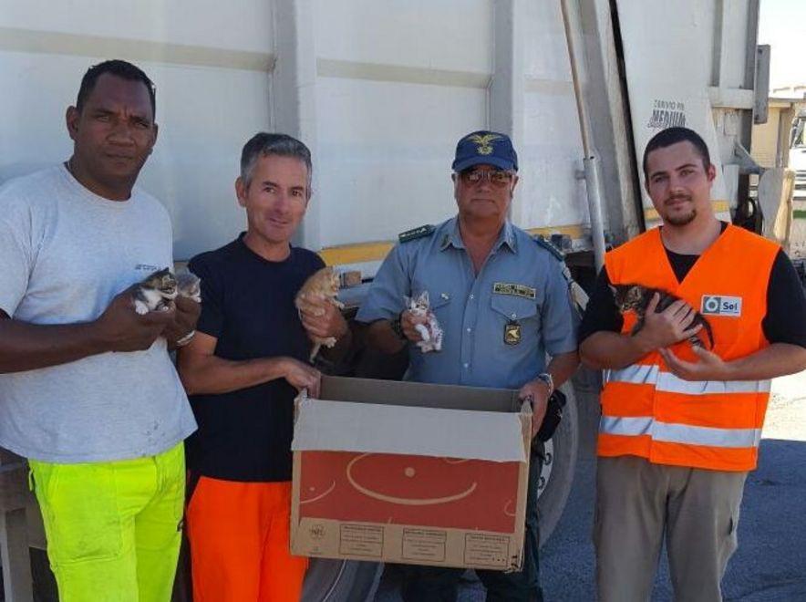 Sei mici tra i rifiuti salvati dalla Sei 
