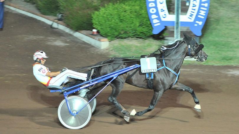 Ringostarr Treb vince il Gran premio di Motnecatini (Foto Rosellini)