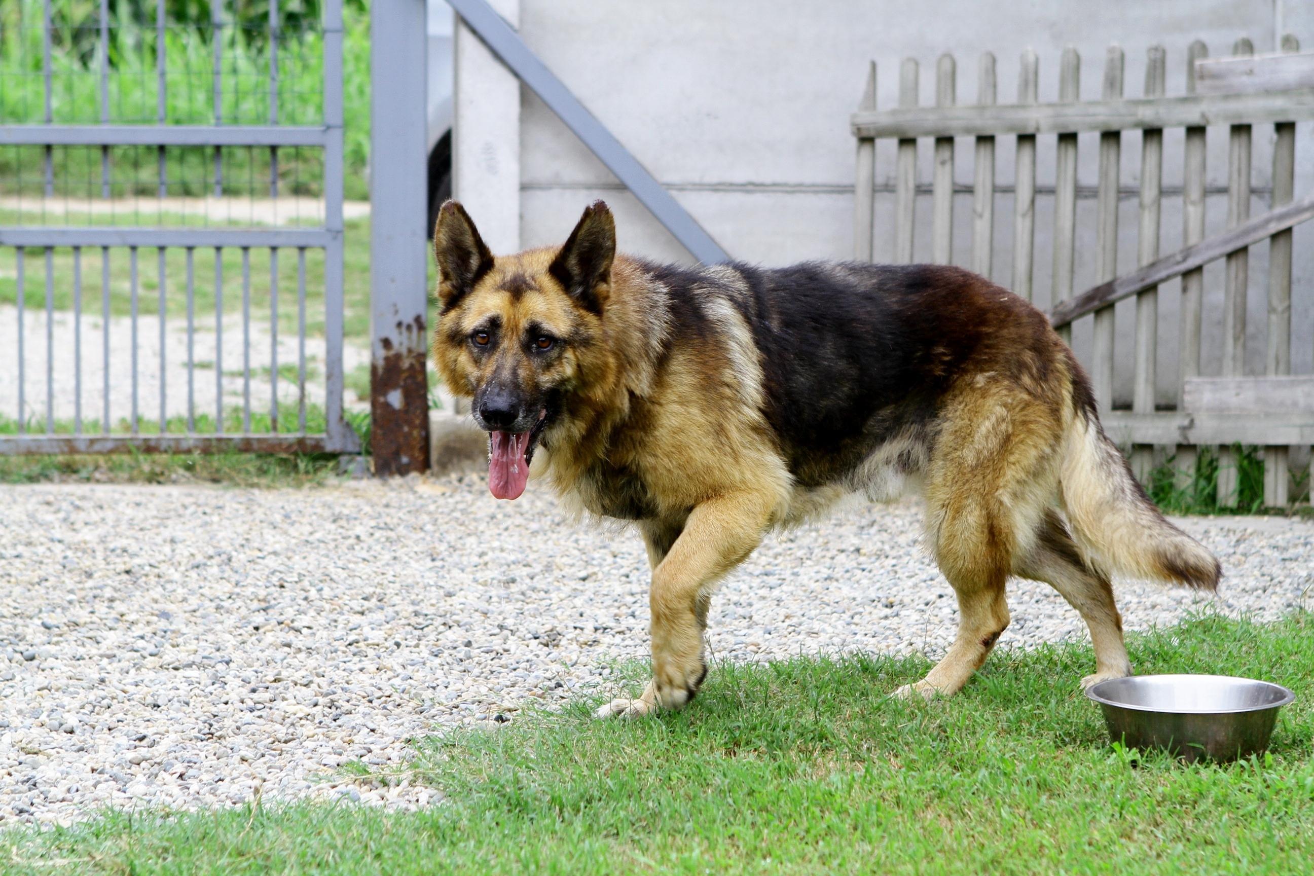 Lo legano e lo abbandonano senza acqua e cibo: cane muore dopo una lunga agonia