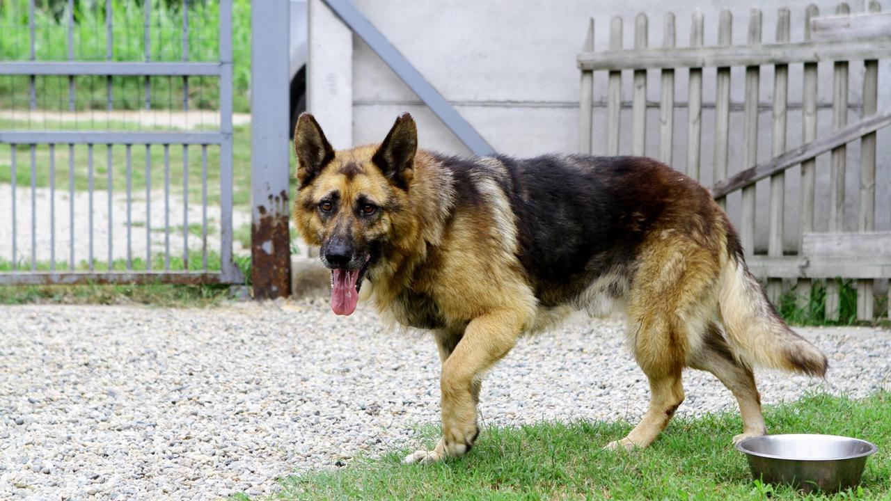 Lo legano e lo abbandonano senza acqua e cibo: cane muore dopo una lunga agonia