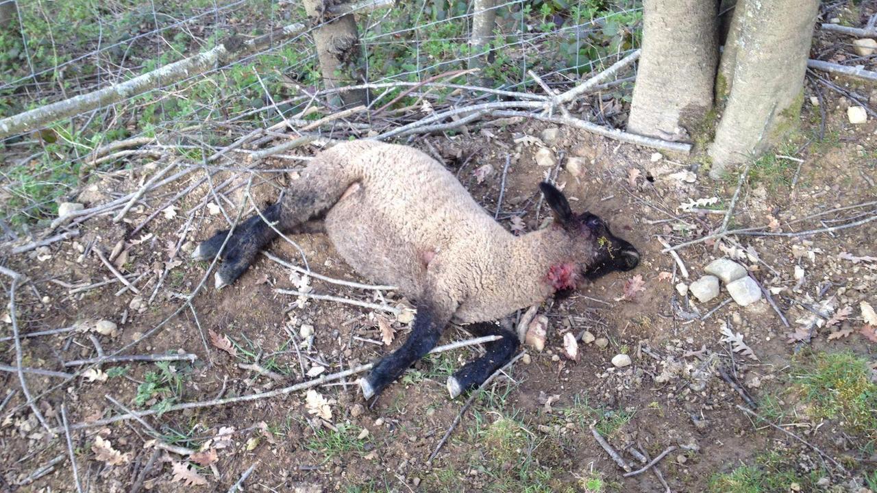 Una delle pecore uccise dai lupi