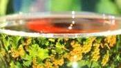 Nozzinnà della cantina Li Duni di Badesi Vermentino perfetto per pesce e formaggi