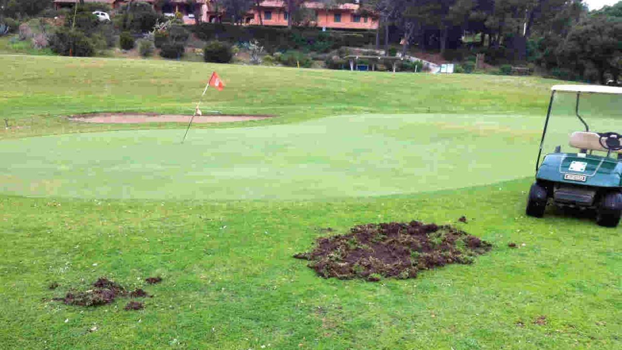 Le buche lasciate dai cinghiali sul campo da golf di Acquabona