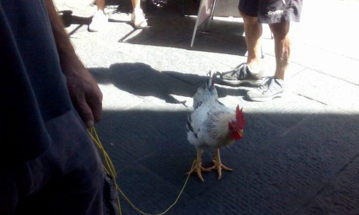 Con un gallo a spasso per Camaiore