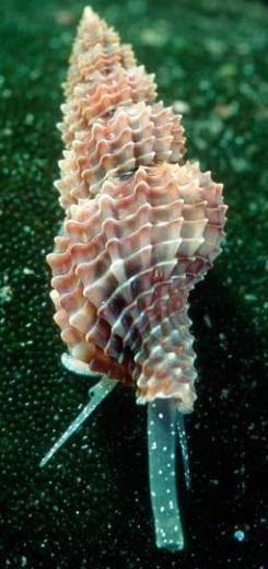 Sguardo sulle meraviglie del mare 