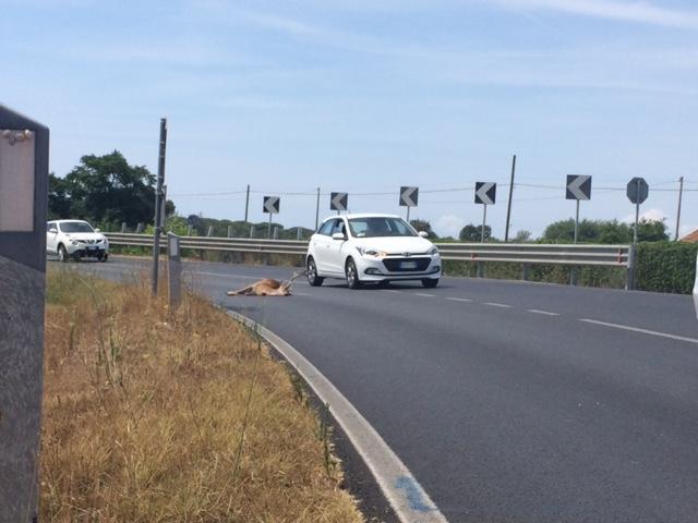 Il cervo sulla strada poco dopo l'incidente 