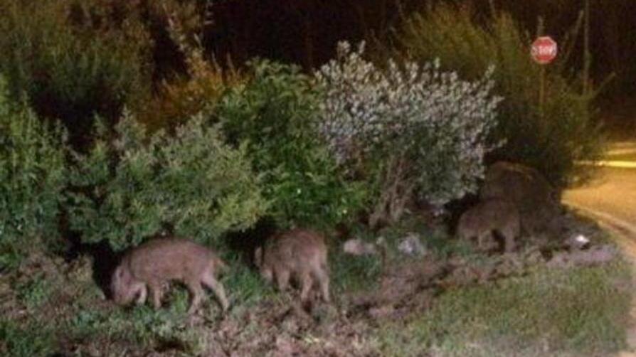 L'attrice: «Aiuto, ho due cinghiali in cucina»