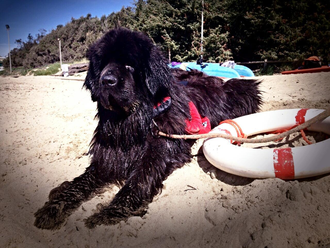 Cesare, cane terranova brevettato per il salvataggio