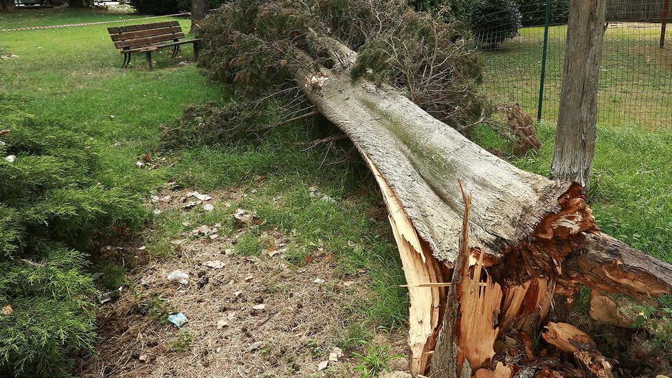 Alberi caduti e pali rotti l’incuria dopo la tempesta 