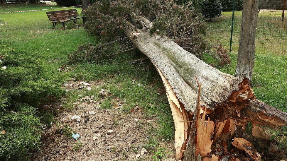 Alberi caduti e pali rotti l’incuria dopo la tempesta