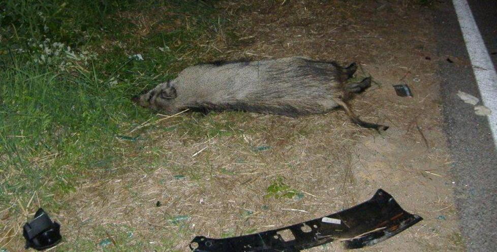 Investono un cinghiale, ferite due turiste 