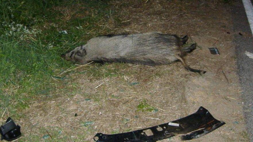 Investono un cinghiale, ferite due turiste