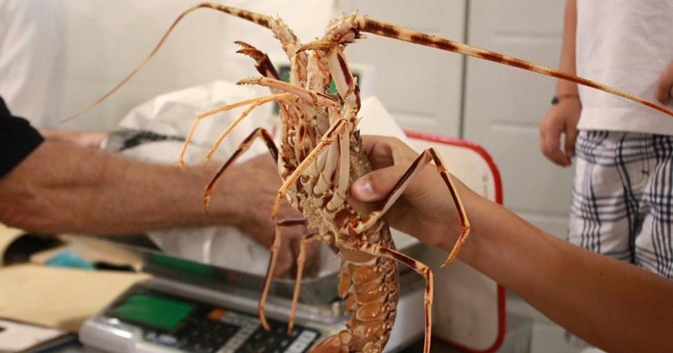 Pesca all’aragosta, la Copega contraria a ogni proroga