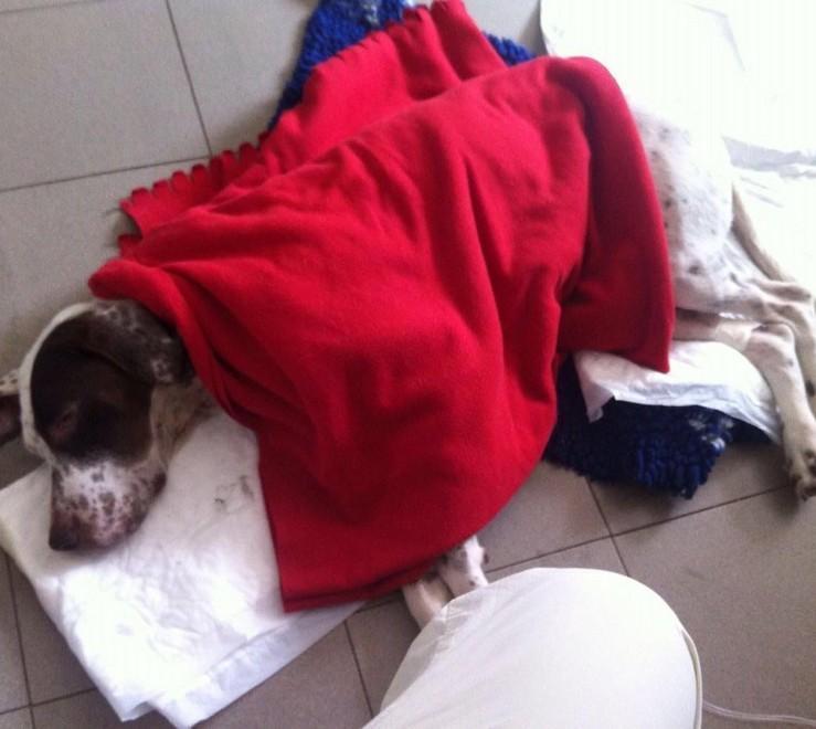La cagnolina Circe, ricoverata dopo aver mangiato una polpetta avvelenata