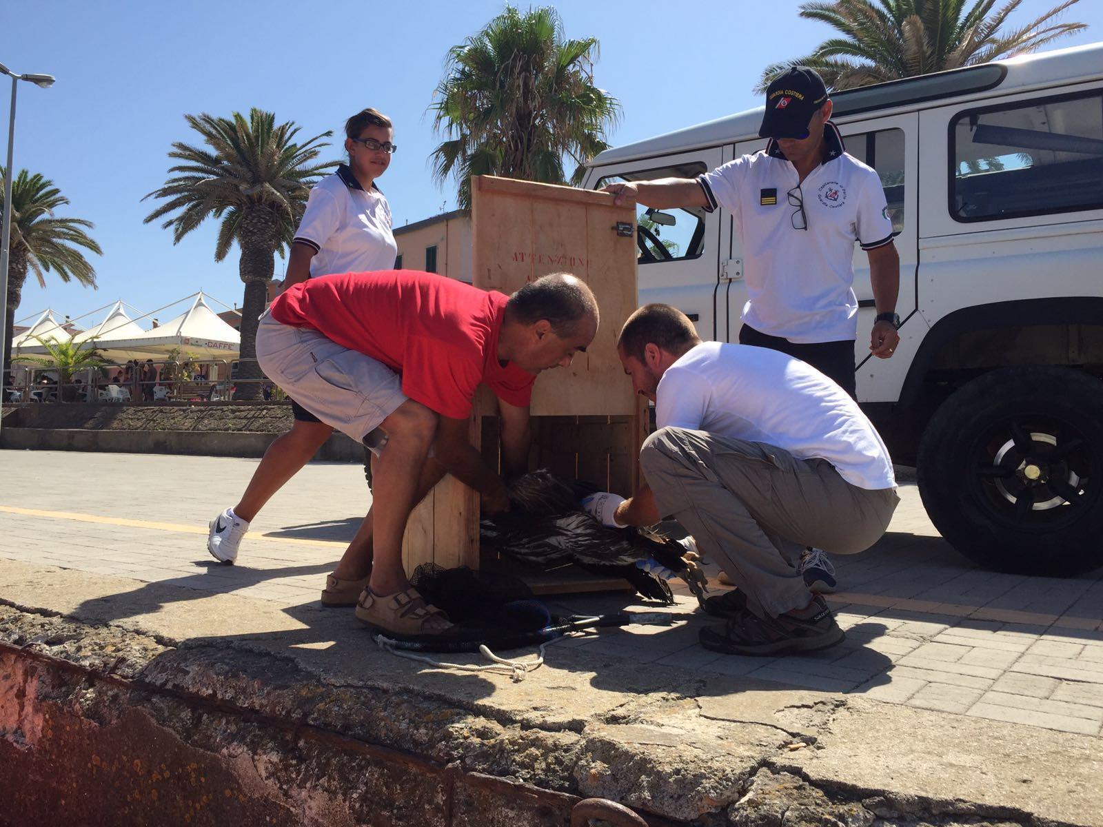 Il grifone sulla banchina del porto dopo essere stato salvato