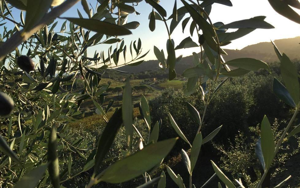Marchio Igp per l’olio delle Due Palme 