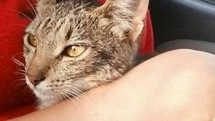 Micio incastrato nel motore, salvo